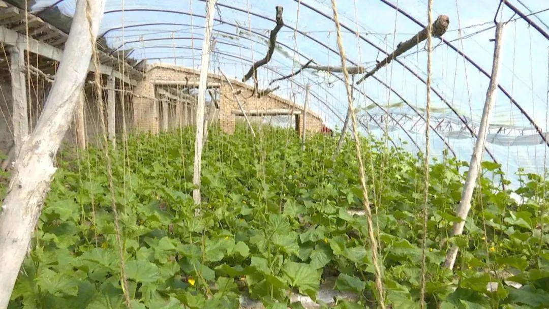 八十六团大棚蔬菜抢"鲜"上市_种植户_白菜_建设