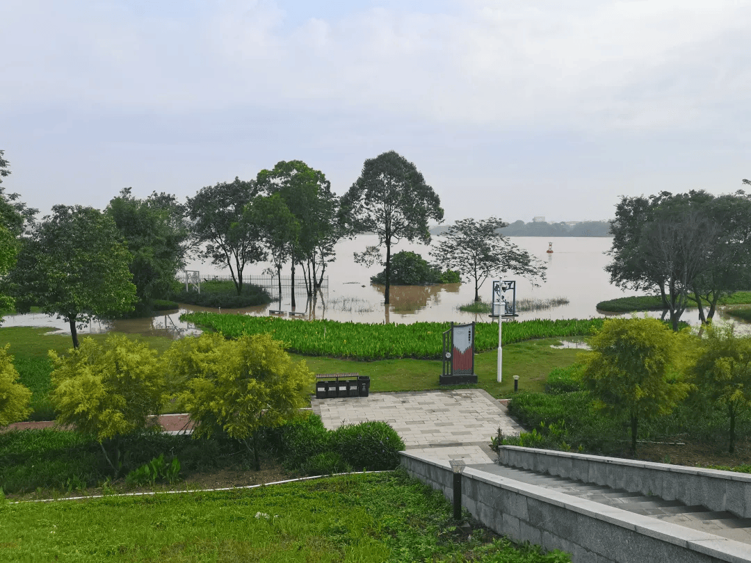 沙头北江湿地公园已关闭!洪峰今晚将过境佛山