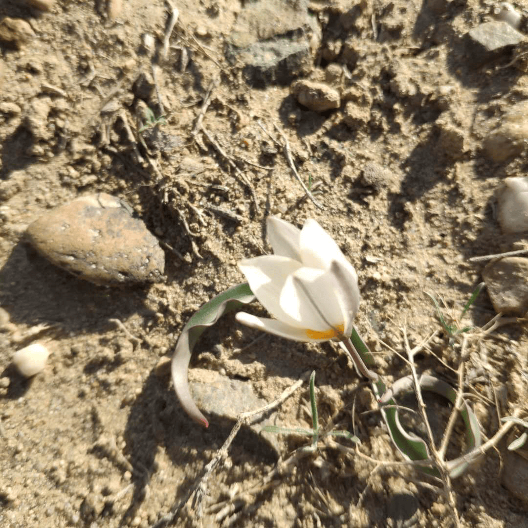 黄花始盛开阿尔泰黄堇04花语:嫉妒,忍耐寂寞别名:山芋头,车前叶山慈菇