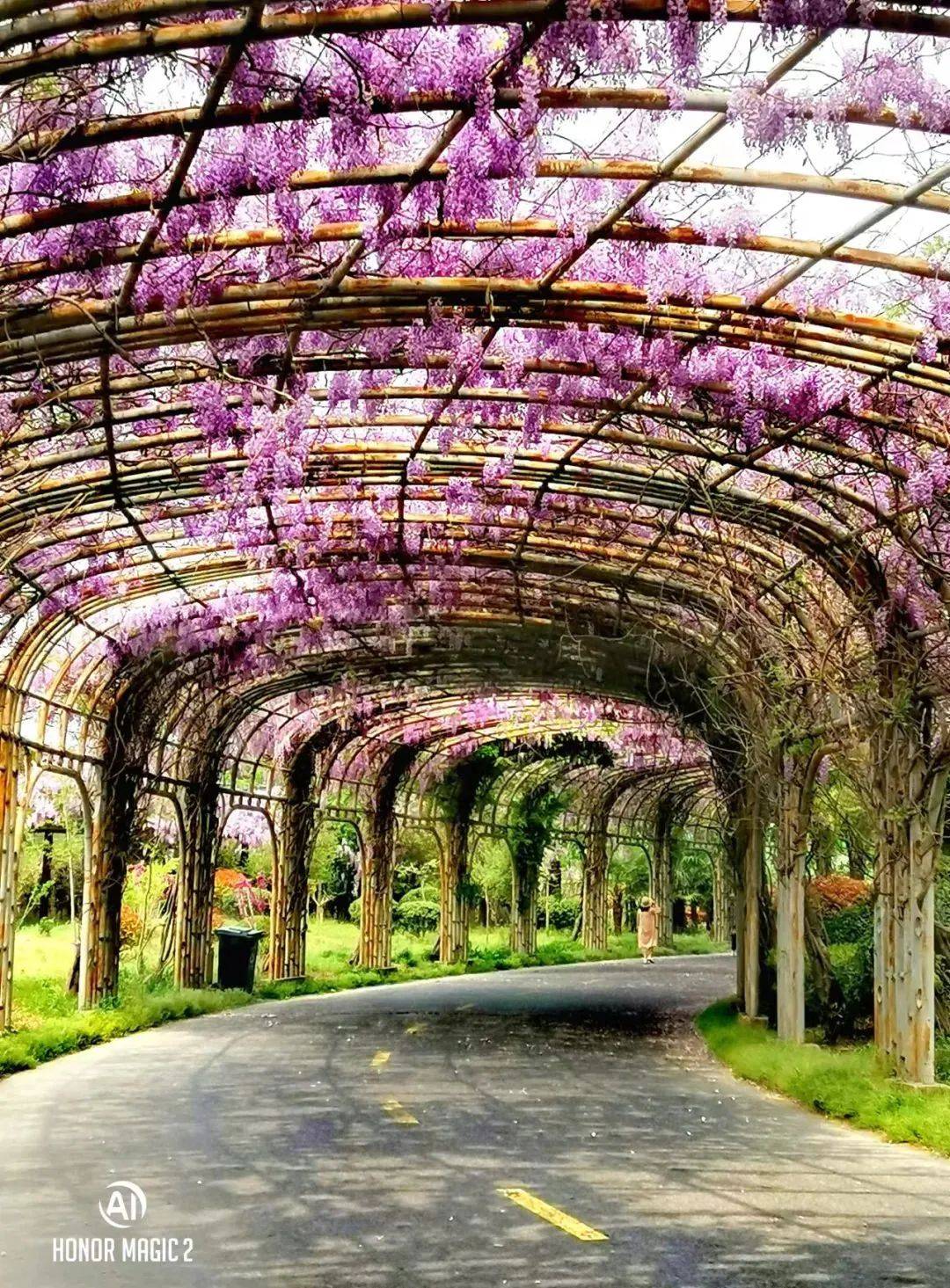 快来宿迁,走"花路"_城市_紫藤花园_摄影