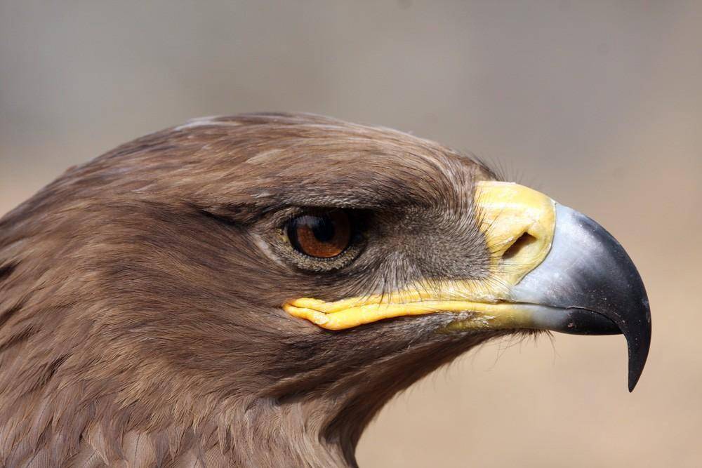 四川金雕抓着野猪飞上天,只有十几斤重,为何能抓起百斤飞上天?