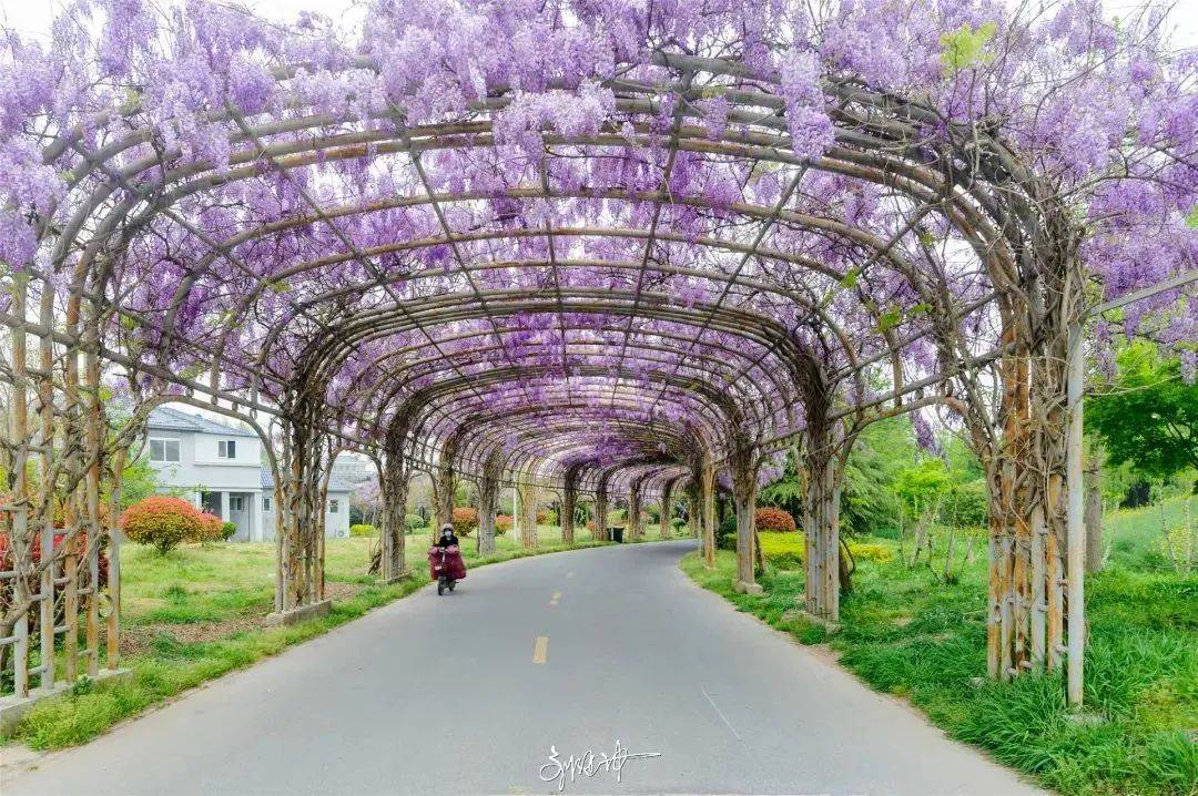 快来宿迁,走"花路"_城市_紫藤花园_摄影