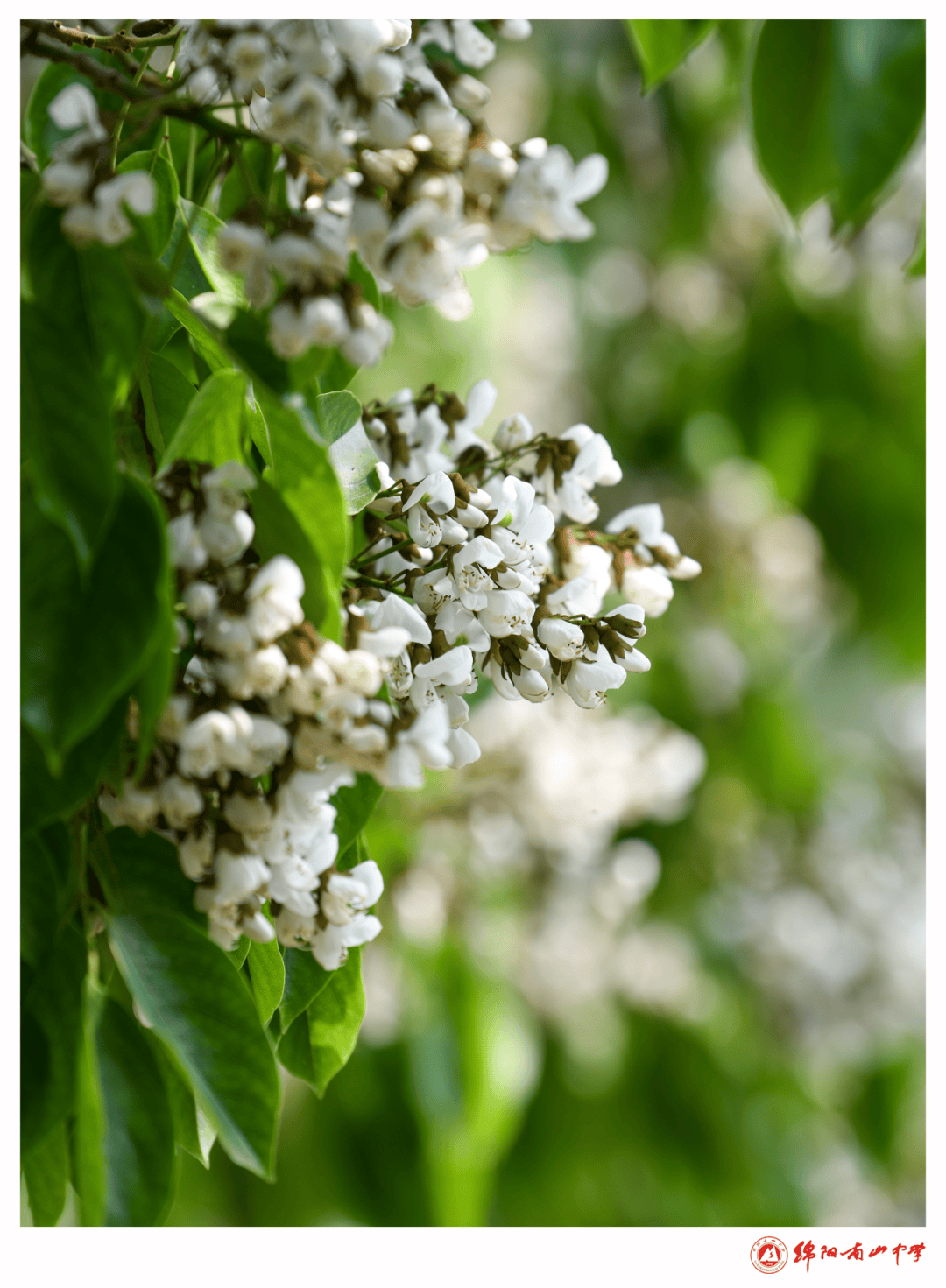 要问过老树心里的意愿——想见那繁花你瞅它冠形如扇,绿意盎然树下的