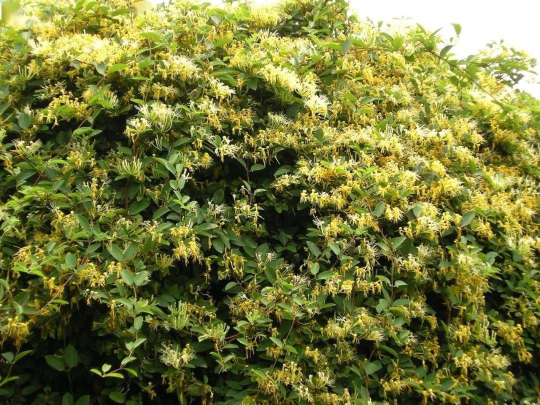 这些多彩藤蔓植物,随便一株就能爬满墙头,美翻十里八村!