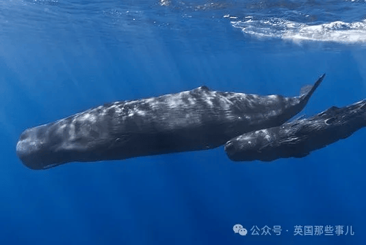 抹香鲸被虎鲸袭击,危急关头,它们扔出了粑粑炸弹,大获全胜!