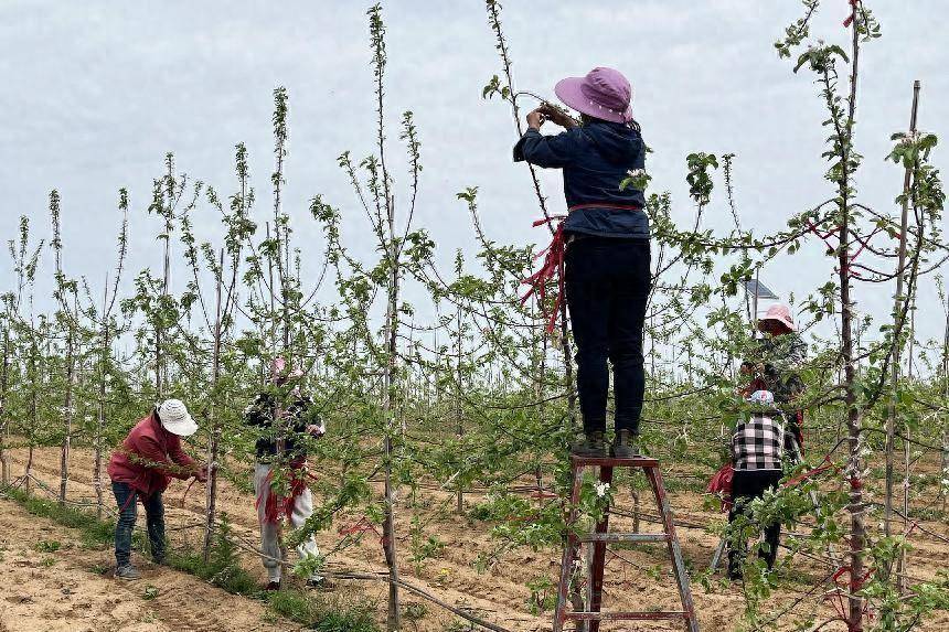 陕西杨凌苹果苗木基地图片