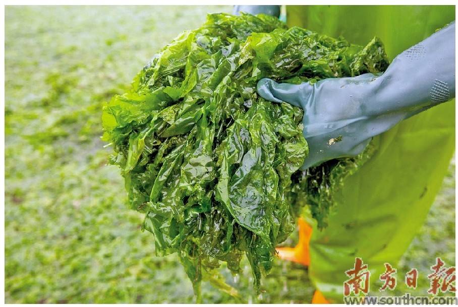 海上别样春耕_海菜_滩涂_网兜