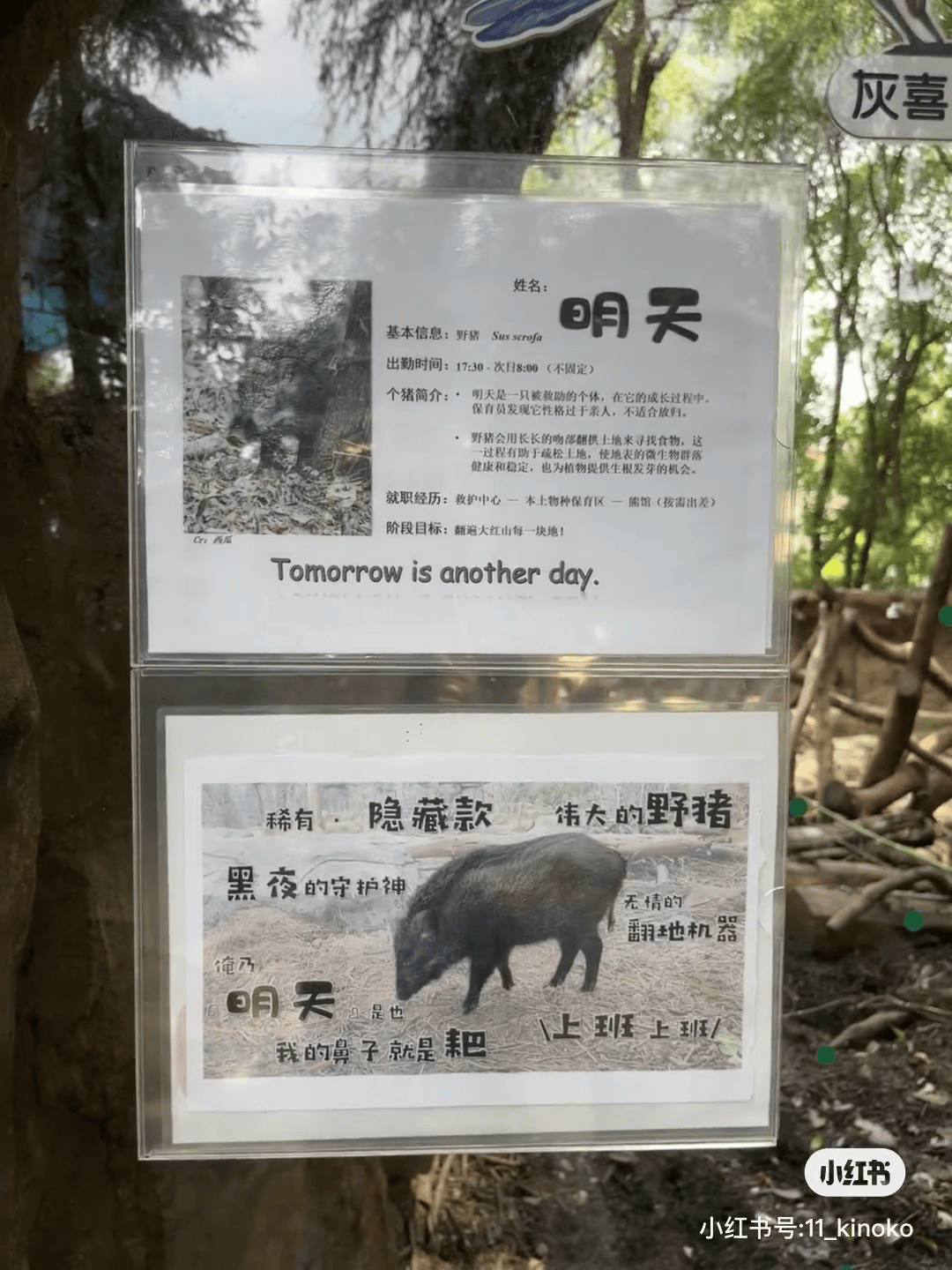 一年上30次热搜,南京红山动物园凭什么?
