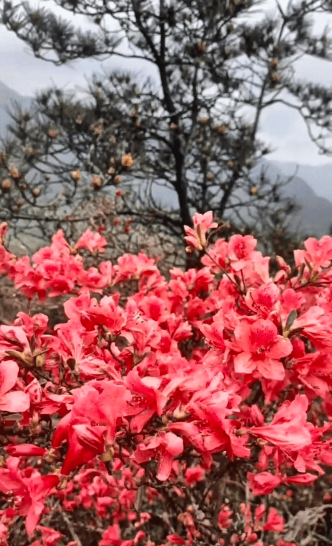 漳平天台山杜鹃花图片