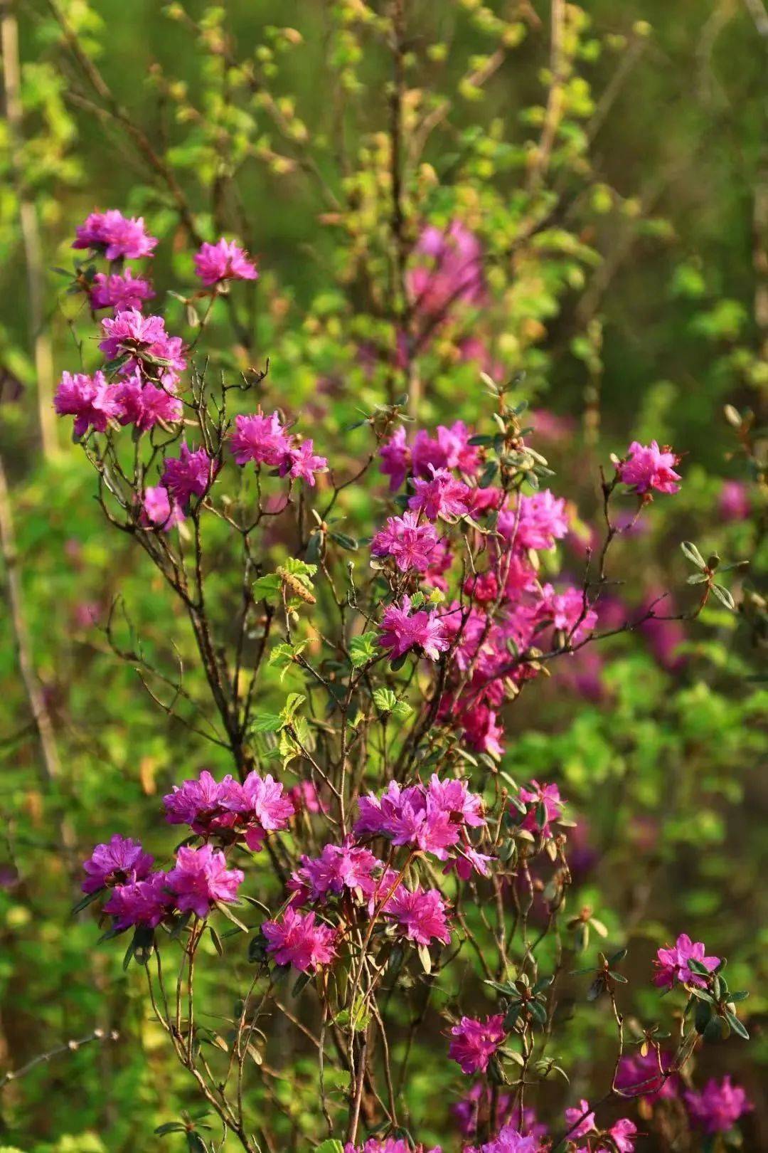 那便是满山遍野的杜鹃花要问哪一种景色最夺目