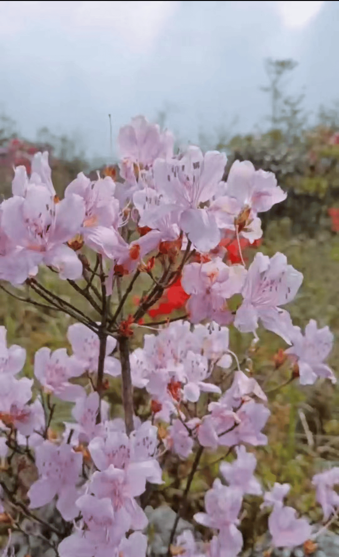 岭上开遍映山红,漳平天台山杜鹃邀您共赴花约!