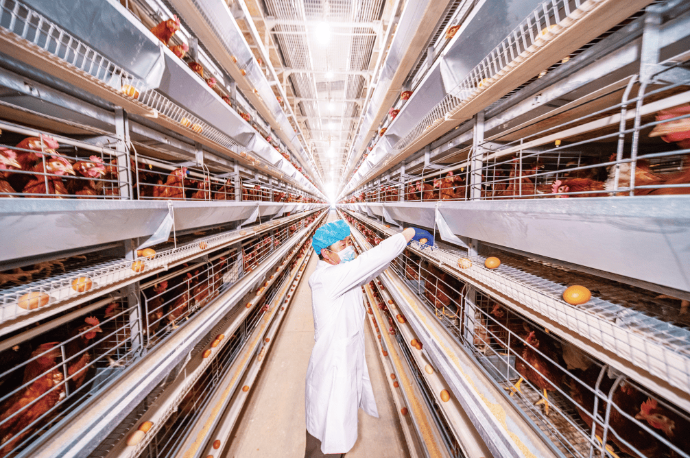 【企业风采】田瑞科技:养殖15万只蛋鸡 只需一个人