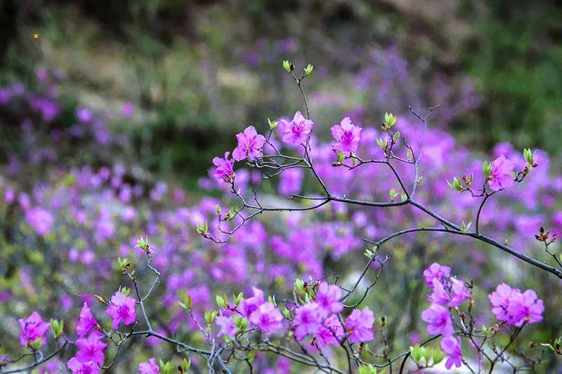 1日|又见61喇叭沟门|高山杜鹃花海の穿越原始白桦林 休闲踏青赏花