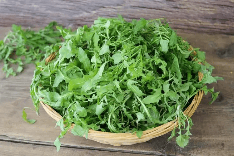 48岁女子顿顿吃荠菜,3个月后去医院体检,肠胃状况令人