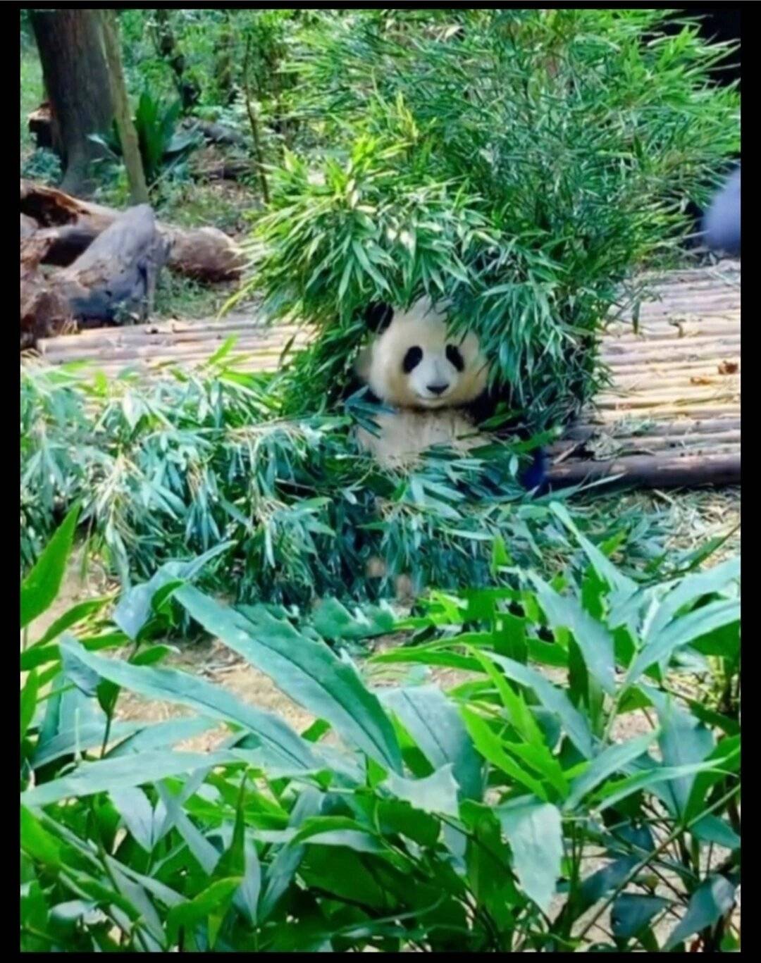 大熊猫_美食_大自然