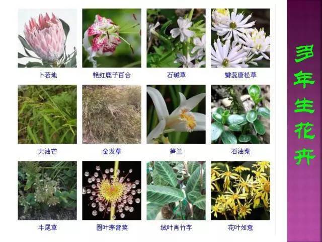 植物名称及图片 花草图片