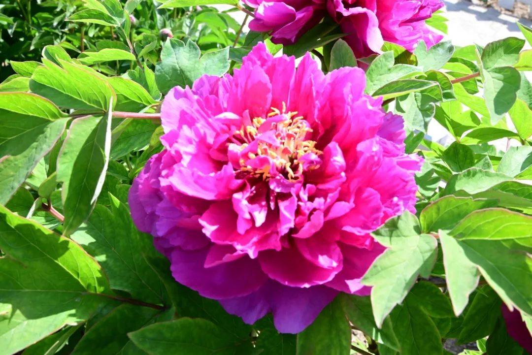 古县第十七届"天下第一牡丹"文化旅游月隆重开幕_山西