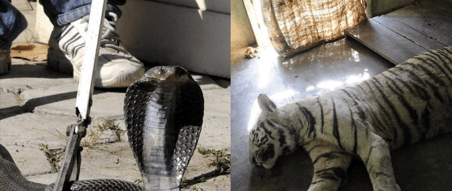 印度3岁白虎大战眼镜蛇,20mg就能致死的眼镜蛇毒,老虎能抗住吗
