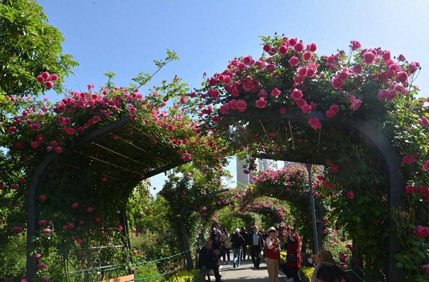 郑州第三十届月季花展开幕!68件插花作品同亮相