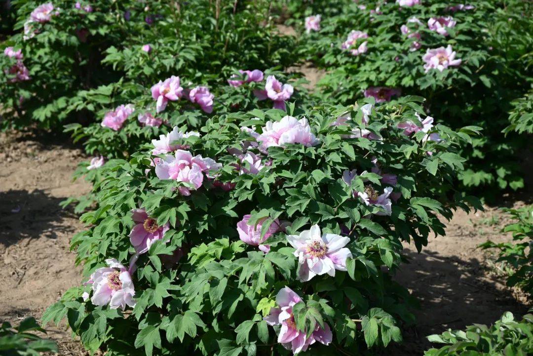 古县第十七届"天下第一牡丹"文化旅游月隆重开幕_山西_工作_文旅