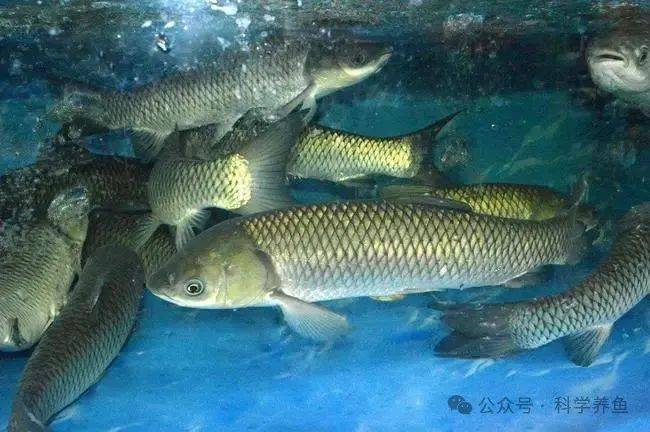 首先是传统大宗鱼,主要是草鱼,该鱼是淡水养殖的中坚,该鱼价格上涨是