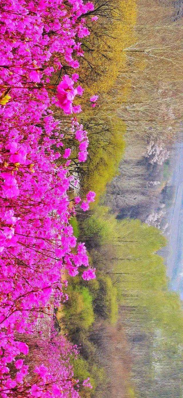 盛开的金达莱花是绝对的"春日顶流",与蜿蜒的河谷绘制成一道绝美的