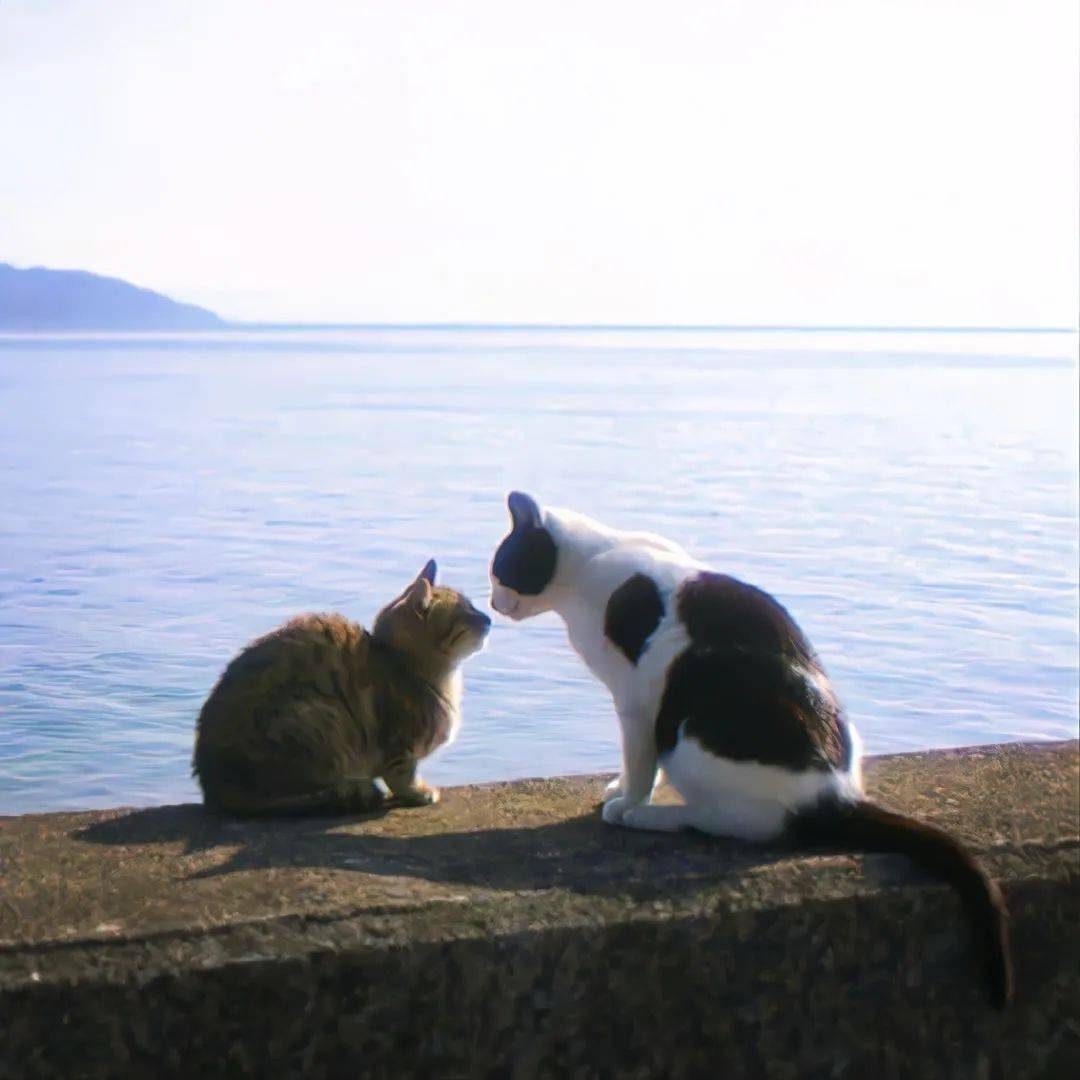 背景图 | 超好看的文艺ins背景图