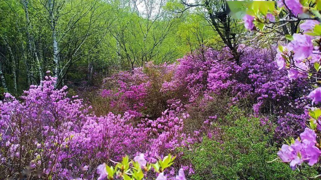 杜鹃花海 万亩白桦林 | 5.2 喇叭沟门:森林氧吧休闲