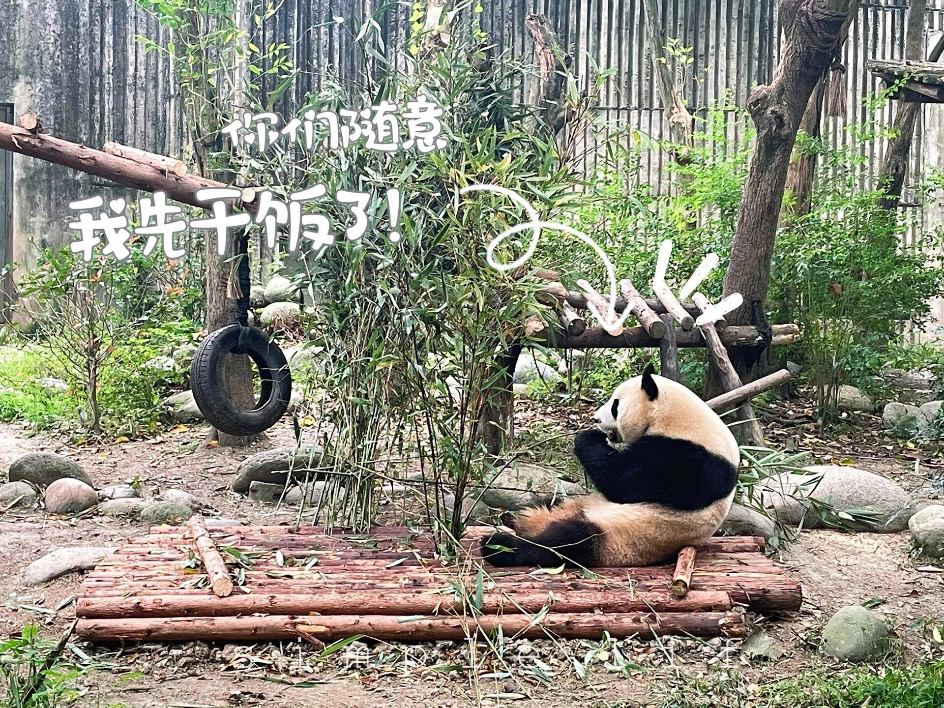 壁纸 大熊猫 动物 1920_1440