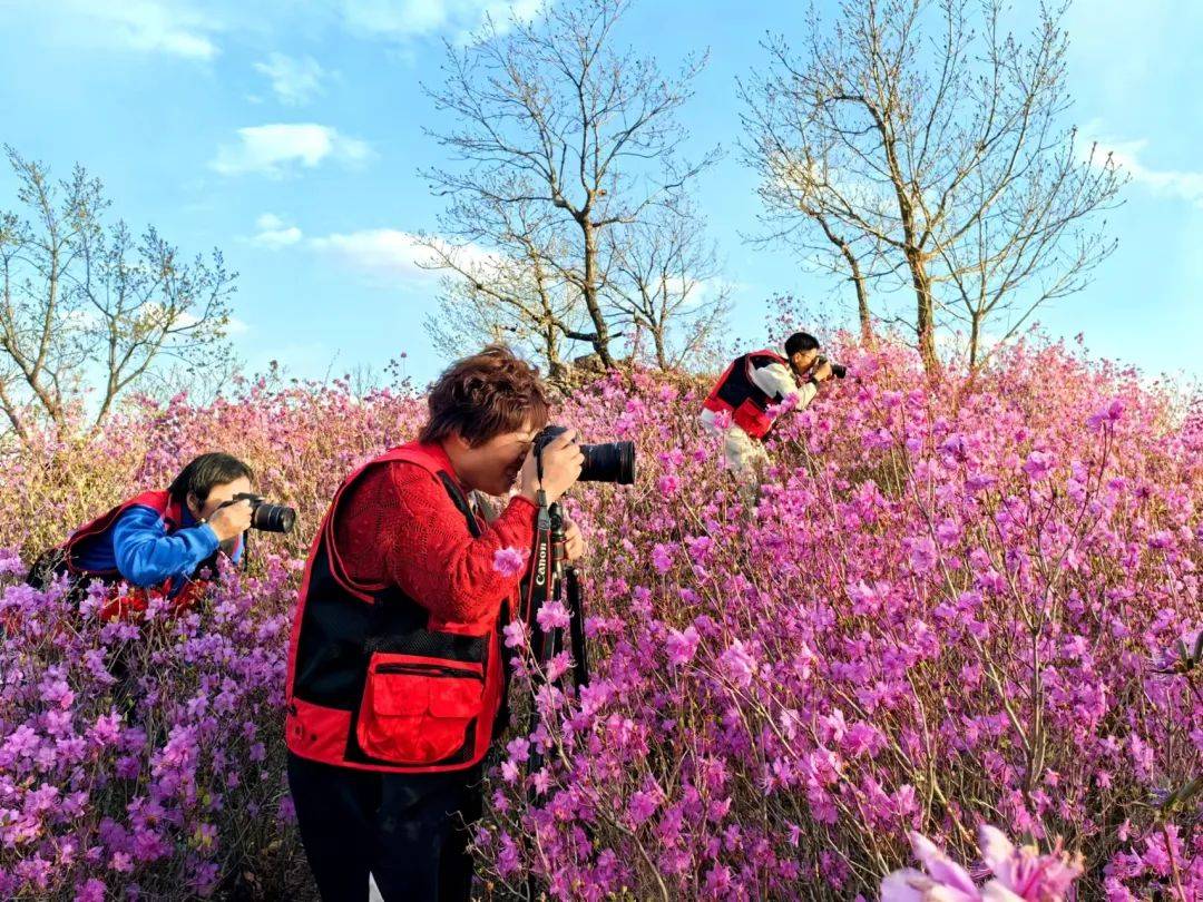 五一小长假 杜鹃花开惹人醉 摄影爱好者用镜头定格扎兰屯"醉"美五月天
