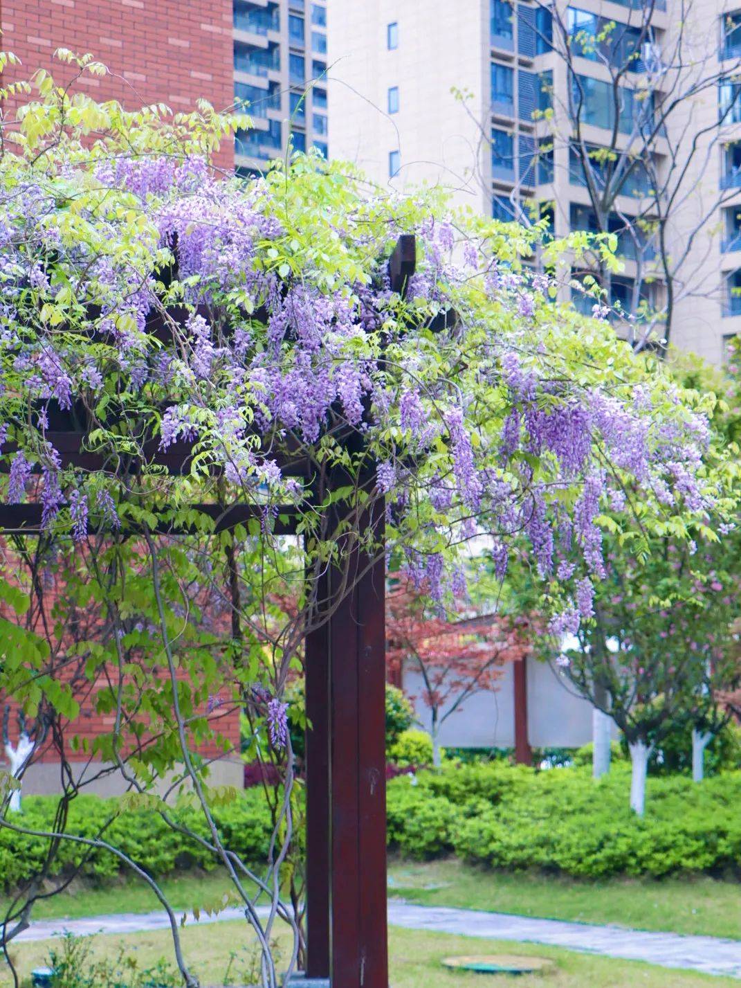 望城校园“校花”大赏！你PICK哪一个？-长沙励烽教育集团望城新校区地址