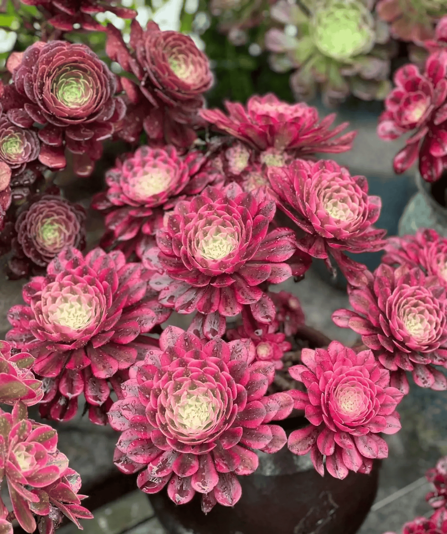 再加上法师多肉的寓意是神秘和魔法,给人一种梦幻的感觉.