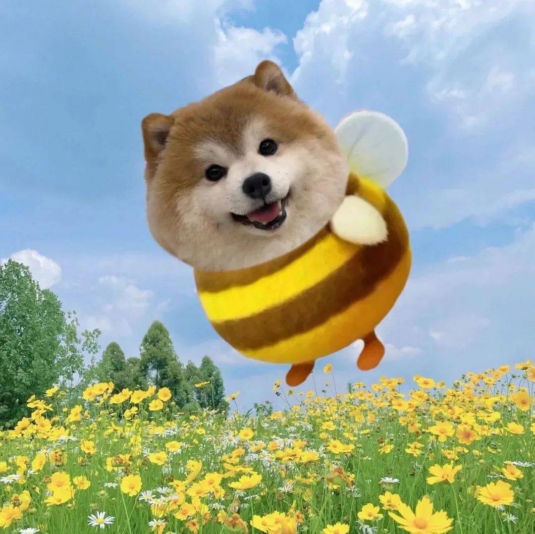 这是一波可爱头像!