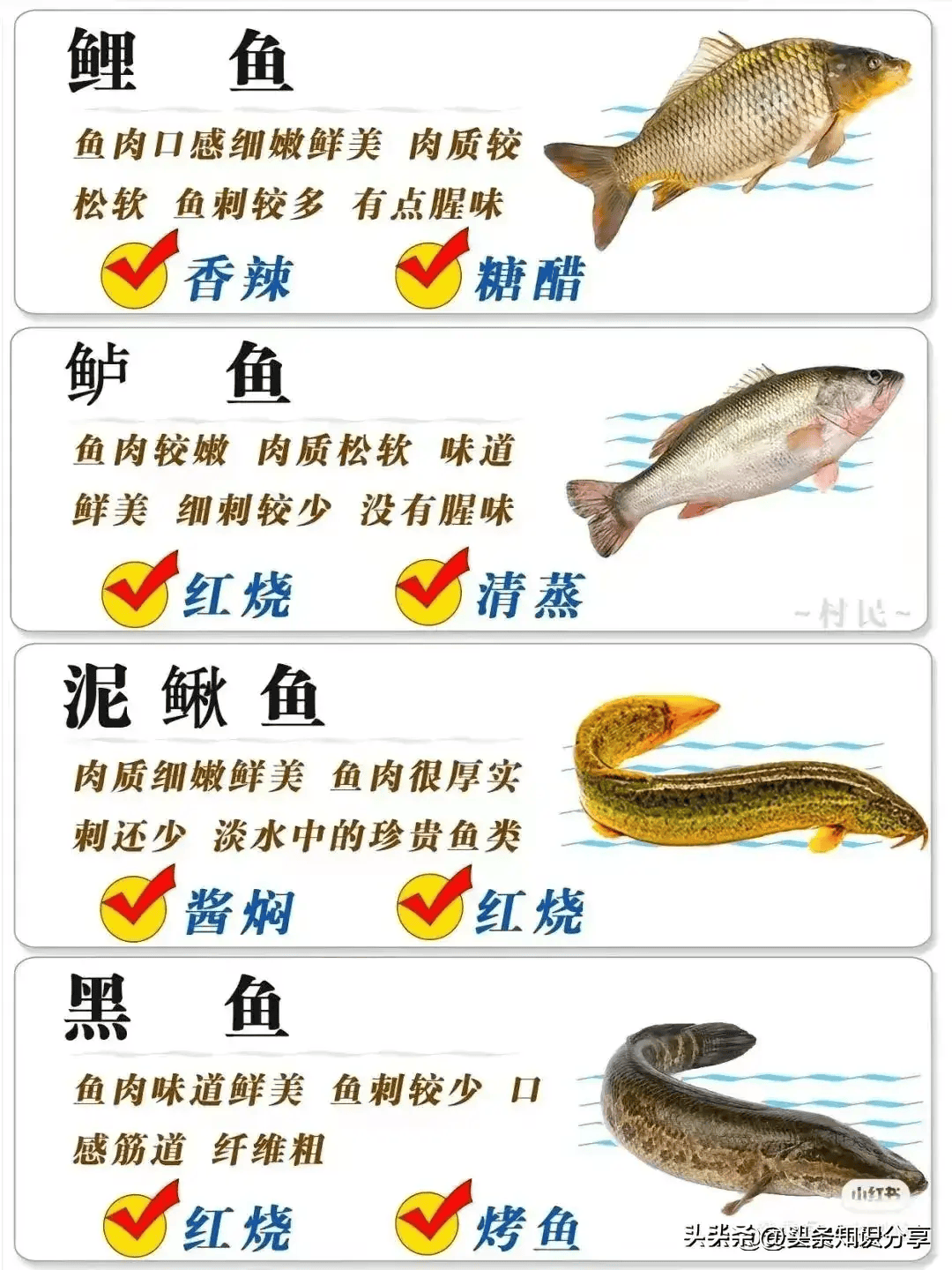 淡水鱼名称图片