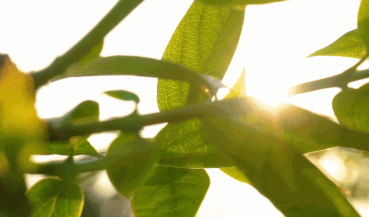 人体也有"光合作用",光照是这样治愈身体的