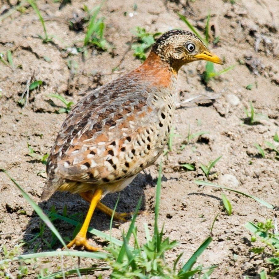 深山"龙吟"是黄脚三趾鹑叫,它产卵后就找新欢,留丈夫独自带娃