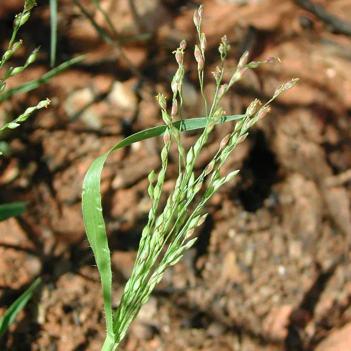 这么多“小米”,估计你没吃过几种_Millet_in_驯化