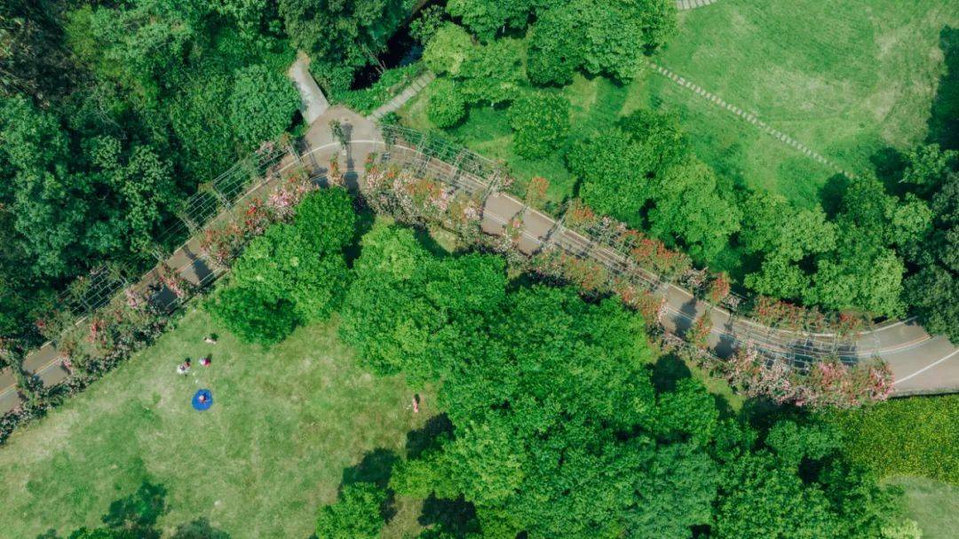 到嘉州绿心公园,邂逅月季花海