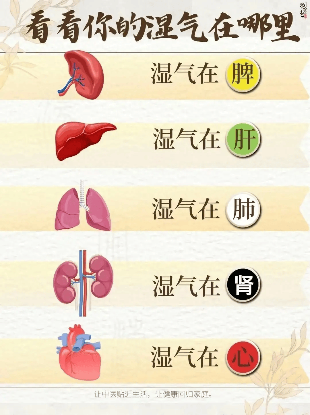 湿气在不同的脏腑