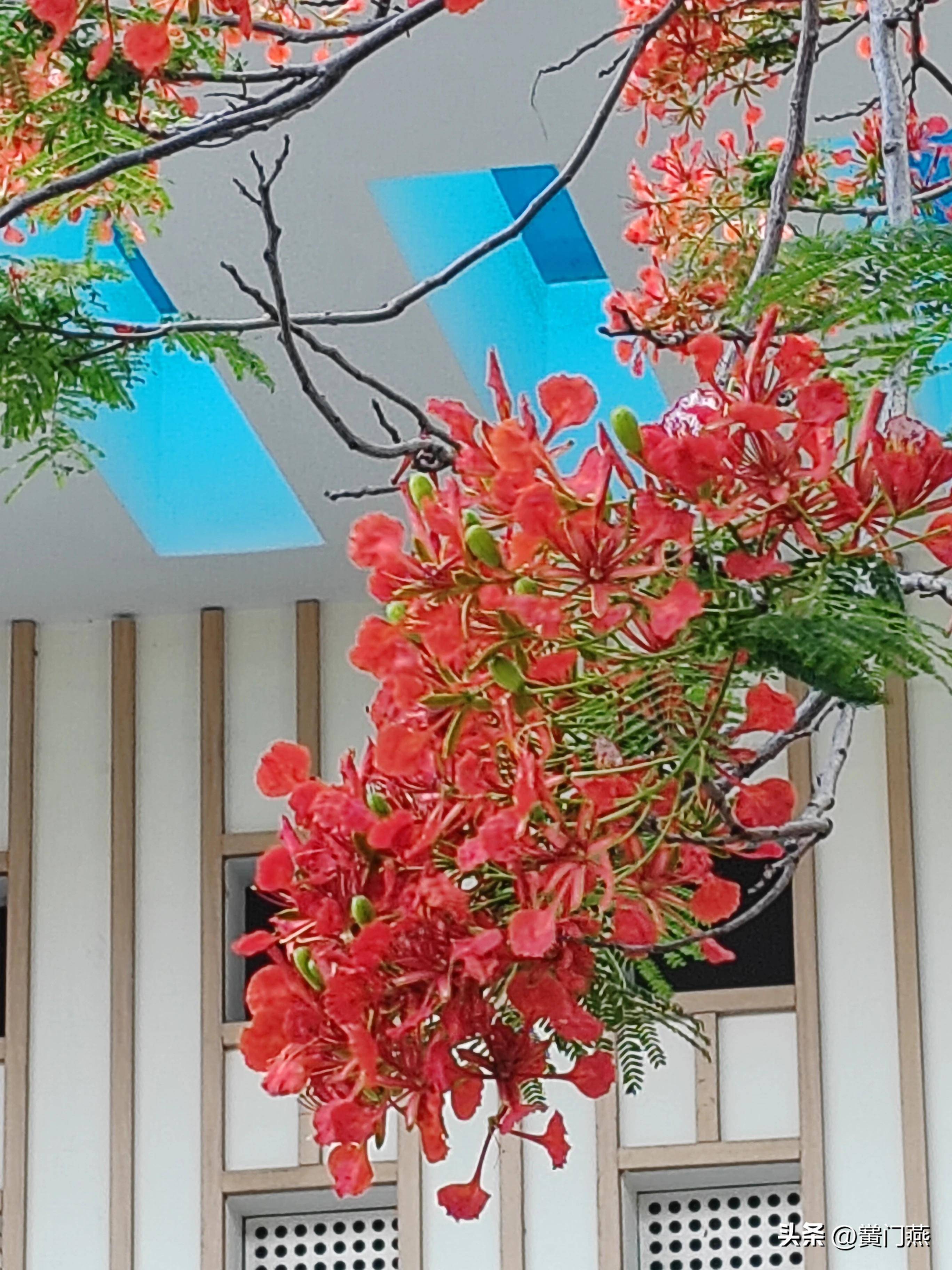 七绝.深圳凤凰花开