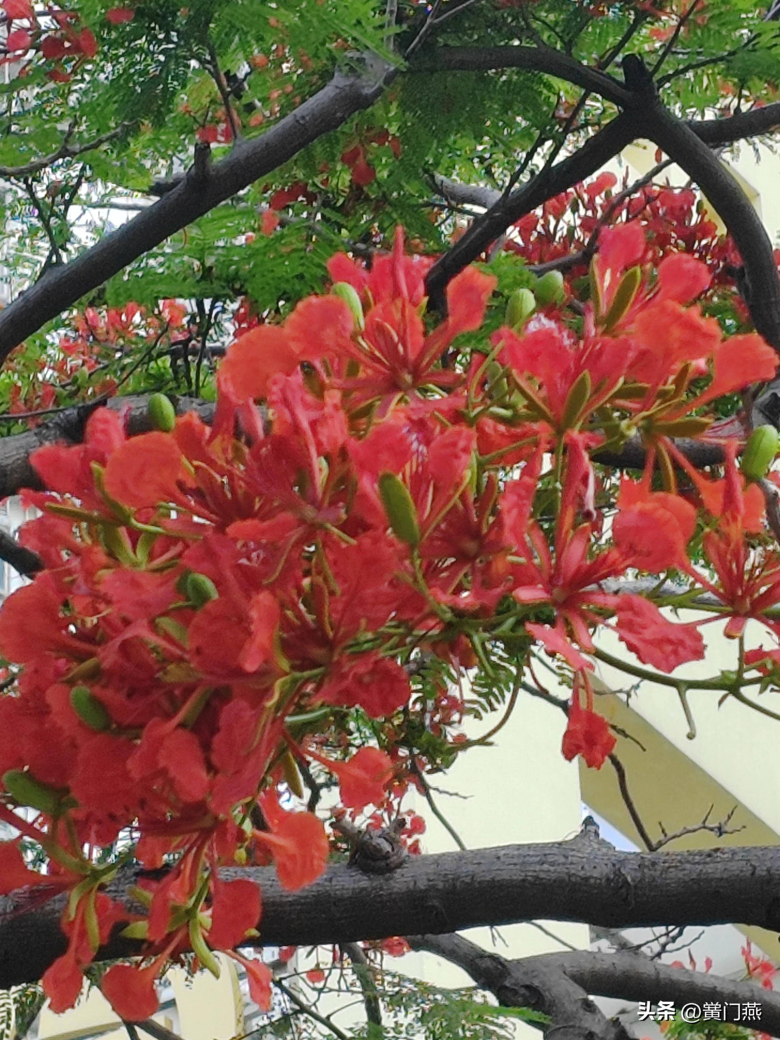 七绝.深圳凤凰花开