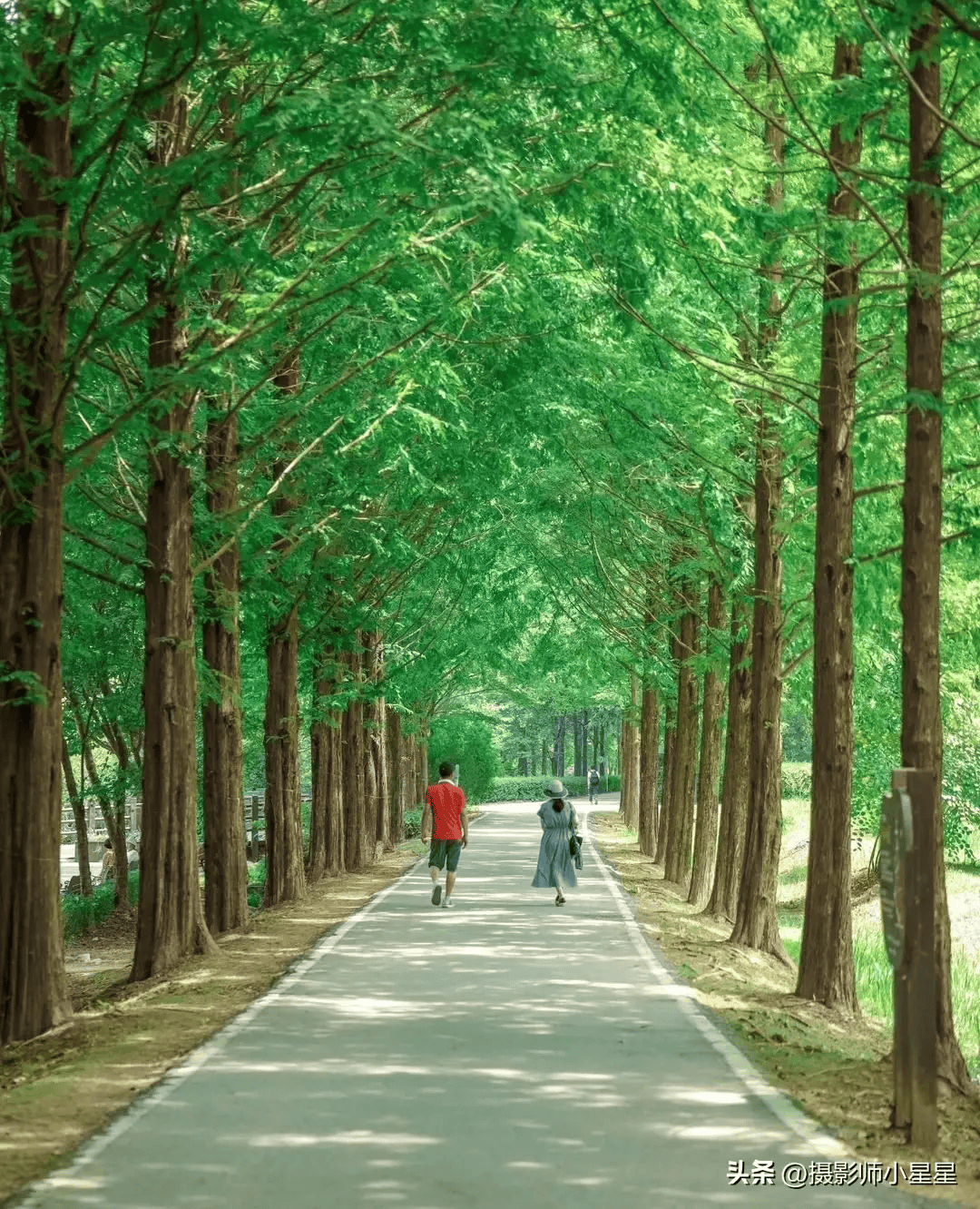 树木景色的图片大全集图片