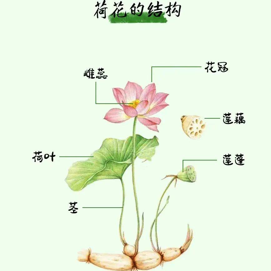 荷花的生长过程图解图片