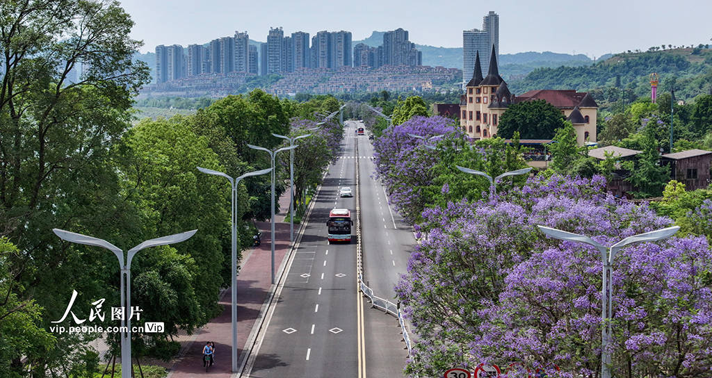 2024年5月5日,四川省泸州市主城区蓝花楹盛开,成为城市一道浪漫风景.