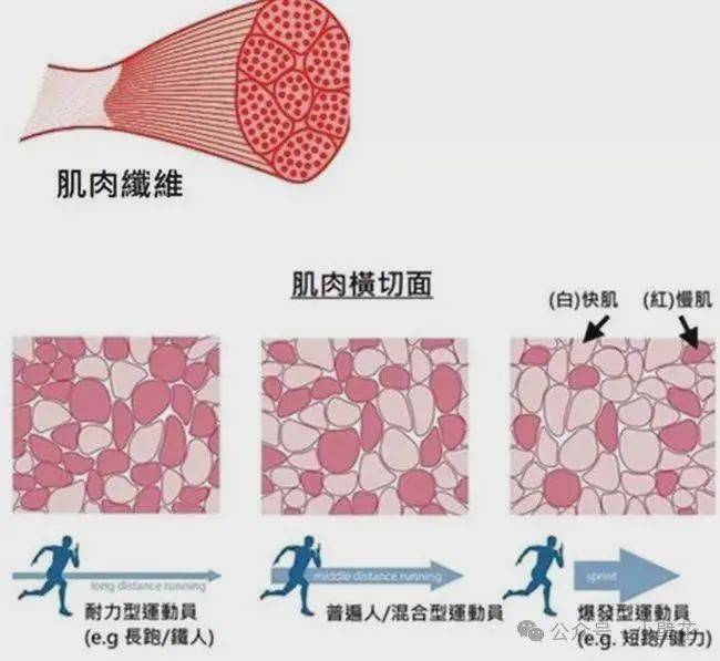 体态被破坏的底层逻辑