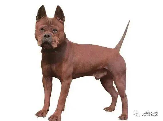 中华田园犬chineseruraldog(犬