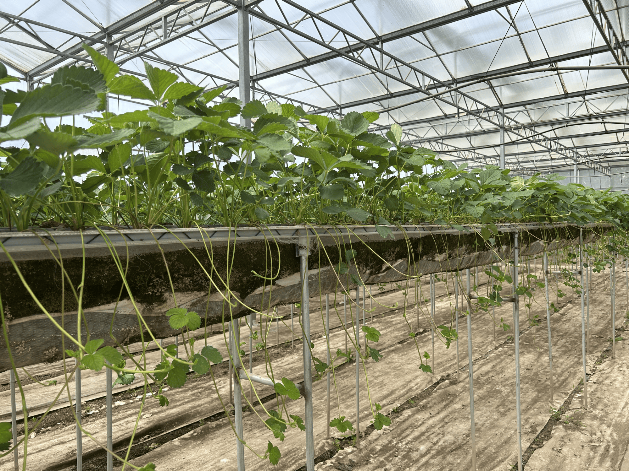 草莓种苗益华农业图片
