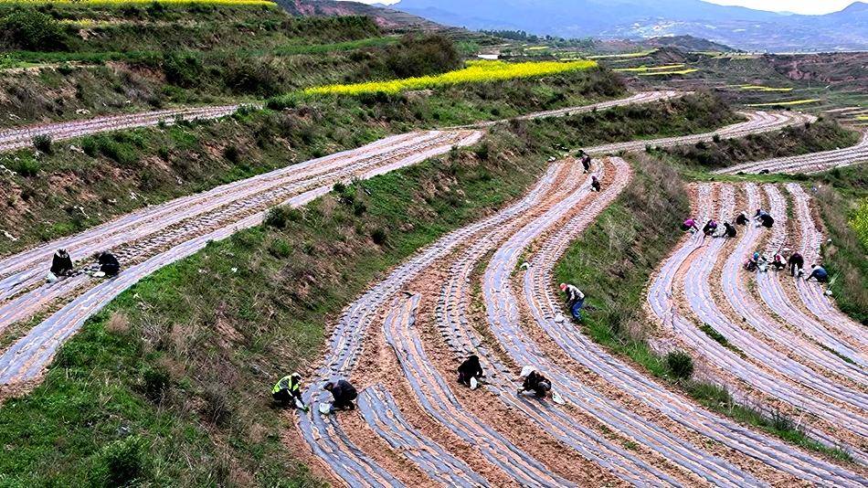 武山县龙台镇:种植万寿菊 走上致富路
