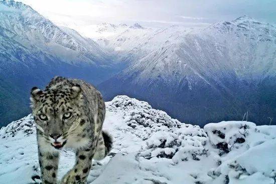 雅安风物丨"失联"六十载的客人 长得凶叫声柔 "嗷呜嗷呜"