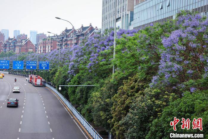 山城邂逅“浪漫紫” 重庆街头近600株蓝花楹绽放